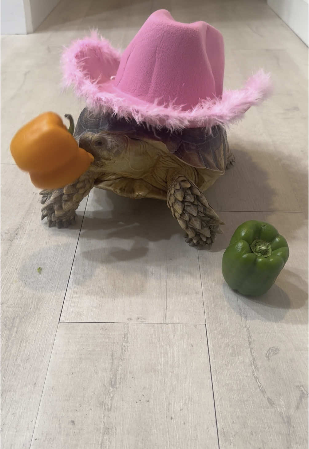 The struggle #tortoise #asmrsounds #asmr #asmreating #fyp #PetsOfTikTok 