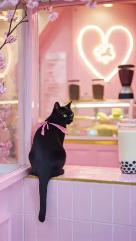 Salem’s Bubble Tea! #fypシ #cat #catfunnyvideo #catsoftiktok #catcooking #aicats #ai #salem #salemmassachusetts #witch #witchtok #lofi #viral #trending #viralvideo #trend  #bubbletea 
