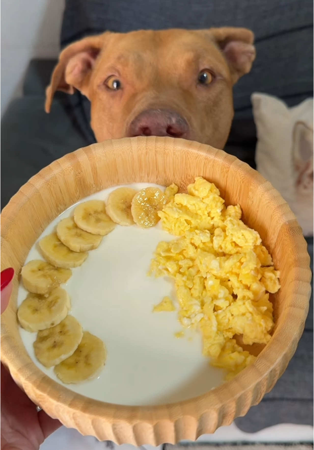 alimentação dos marombas 💪🏼 #pitbull #cachorros #alimentacaosaudavel #rotina #pets #asmr 