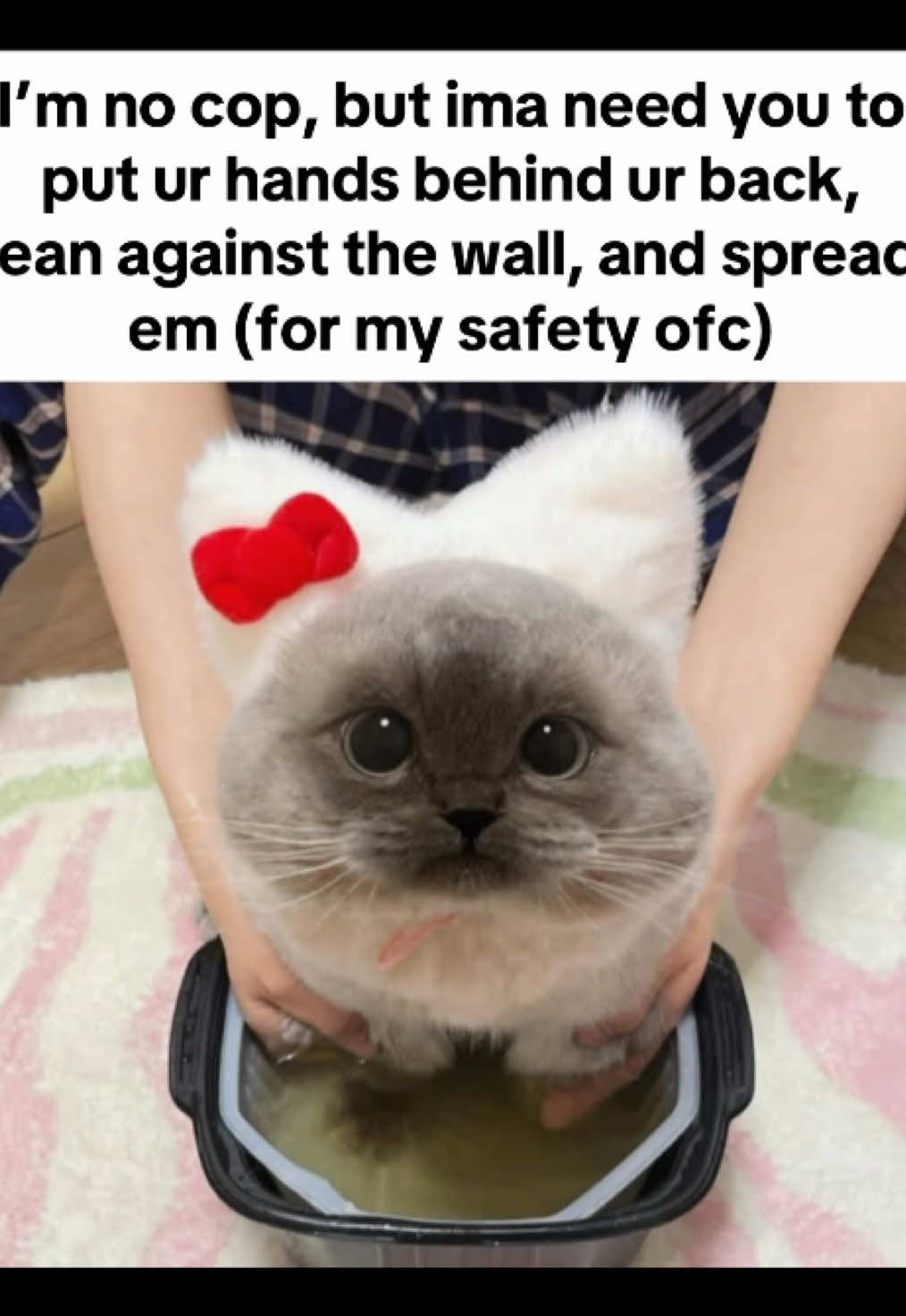 #fyp #freaky #cats #xiaojie #xiaojiecat #catcore #freakycatcore #pookie #ily #kittens