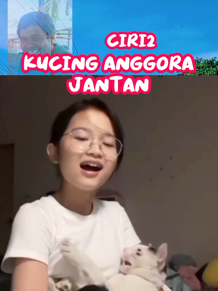 Jenis Kucing Anggora #kucing #anggora #fyppppppppppppppppppppppp #virall  @SemuaOrang_ 