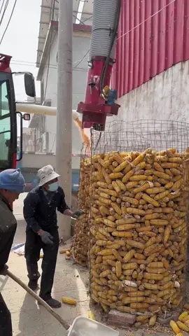 Corn hoover time 