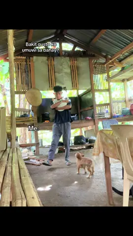 KAYA GUSTO KO TALAGA UMUWI SA  BAHAY KASI SILA ANG MGA RASON #rescue #godisgood  #dog #aspin #puspin #keepsafeeveryone 