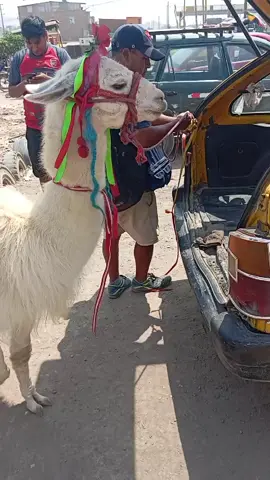 una llama subiendo al taxi La llama... #viralvideos #fypシ゚ #paratiiiiiiiiiiiiiiiiiiiiiiiiiiiiiii #sigueme_y_te_sigo #fypp #parati 
