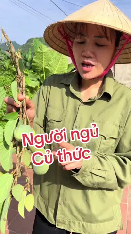 #tầng4mườngthanh #trauco #thaoduoc 