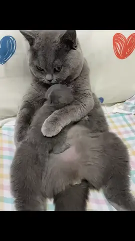 #fyp #cat #catsoftiktok 