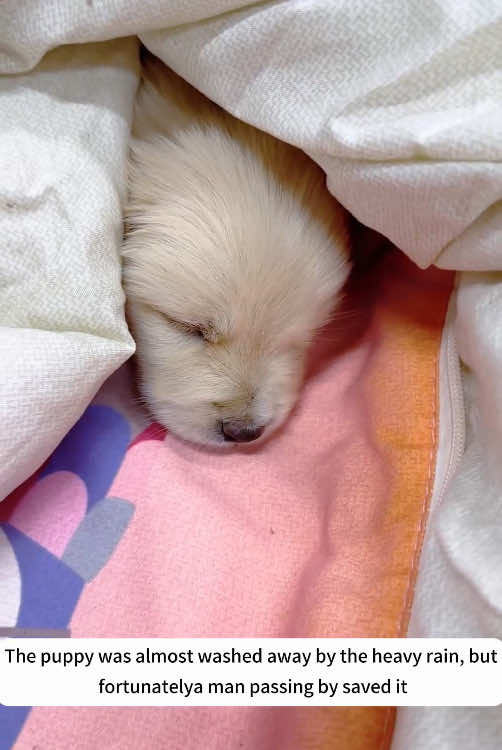 The puppy was almost washed away #rescueanimals #rescue #helpinganimals #animallover #animal #dog 