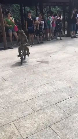 Monkey Riding Bicycle