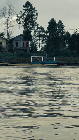 Pesut Mahakam (Orcaella brevirostris) adalah spesies lumba-lumba air tawar yang hidup di Sungai Mahakam, Kalimantan Timur, Indonesia. Mereka merupakan salah satu spesies lumba-lumba yang hidup di air tawar dan merupakan endemik di wilayah tersebut. Pesut Mahakam memiliki ciri khas berupa tubuh yang kecil, warna abu-abu, dan moncong yang pendek. Mereka hidup di perairan dangkal dan berlumpur, serta memakan ikan dan udang. Namun, populasi Pesut Mahakam terancam akibat perburuan, polusi, dan kerusakan habitat. #pesutmahakam #kalimantantimur #samarinda #sungaimahakam #pesonaindonesia #indonesia #pesonakalimantan #borneo #pesut #fyp 