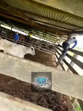 LOS MEJORES VIDEOS DE TODO TIKTOK  #rodeo #vaquero #ganado #vaca #rancho 