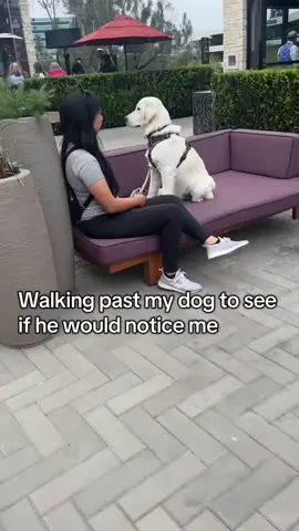 Walking past my dog #funny #funnydogs #fyp #dog #dogsoftiktok #funnyvideos😂 #fyp 