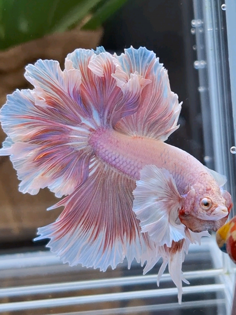 Dumbo 🩷💜🤍 #betta #bettafish #dumboearbetta #fishkeeping #bettalovers #bettalover #ikancupang 