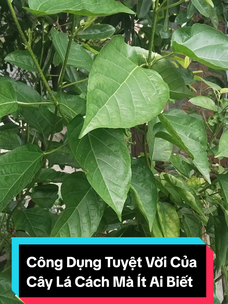 Công Dụng Tuyệt Vời Của Cây Lá Cách Mà Ít Ai Biết #caythuocquanhta #xuhuong #caylacach #gannhiemmo #mengancao #giaidocgan 