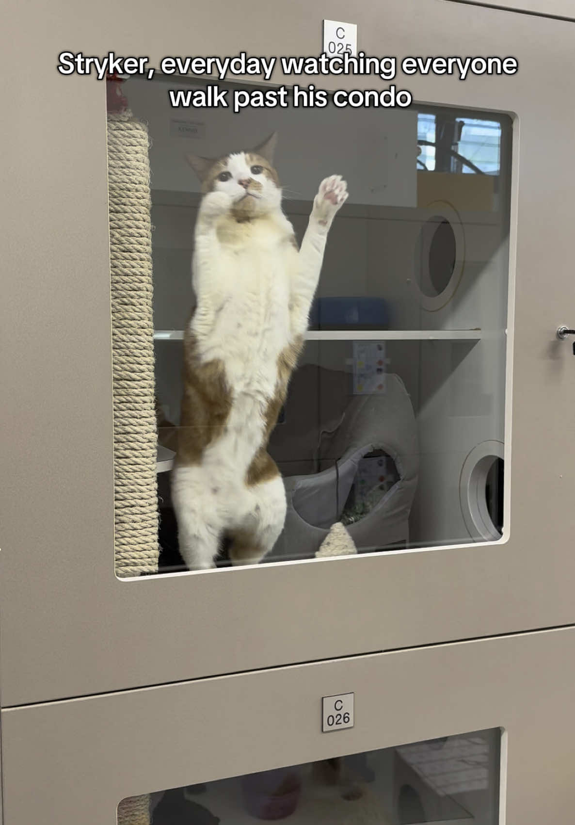 9-year-old Stryker is still here. Everyone who meets him loves him, but no one ever applies. He’s the sweetest, most affectionate boy, and we don’t know how he keeps getting overlooked. 📍 Located in Glen Iris, VIC, Australia! #saveadogscheme #adoptdontshop #seniorcat #seniorcatsoftiktok #catslftiktok #adoptme #melbourne #rescuecat #sheltercat #foreverhome 