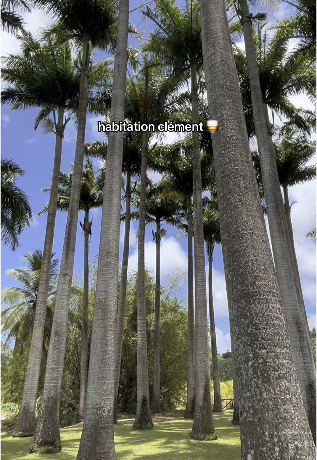 habitation Clément ✨ #travel #traveltiktok #travellife #martinique #972 #caraibes #rhum #distillery #caribbean #island #tourism #tropical #sun #sunny #paradise #martinique972 