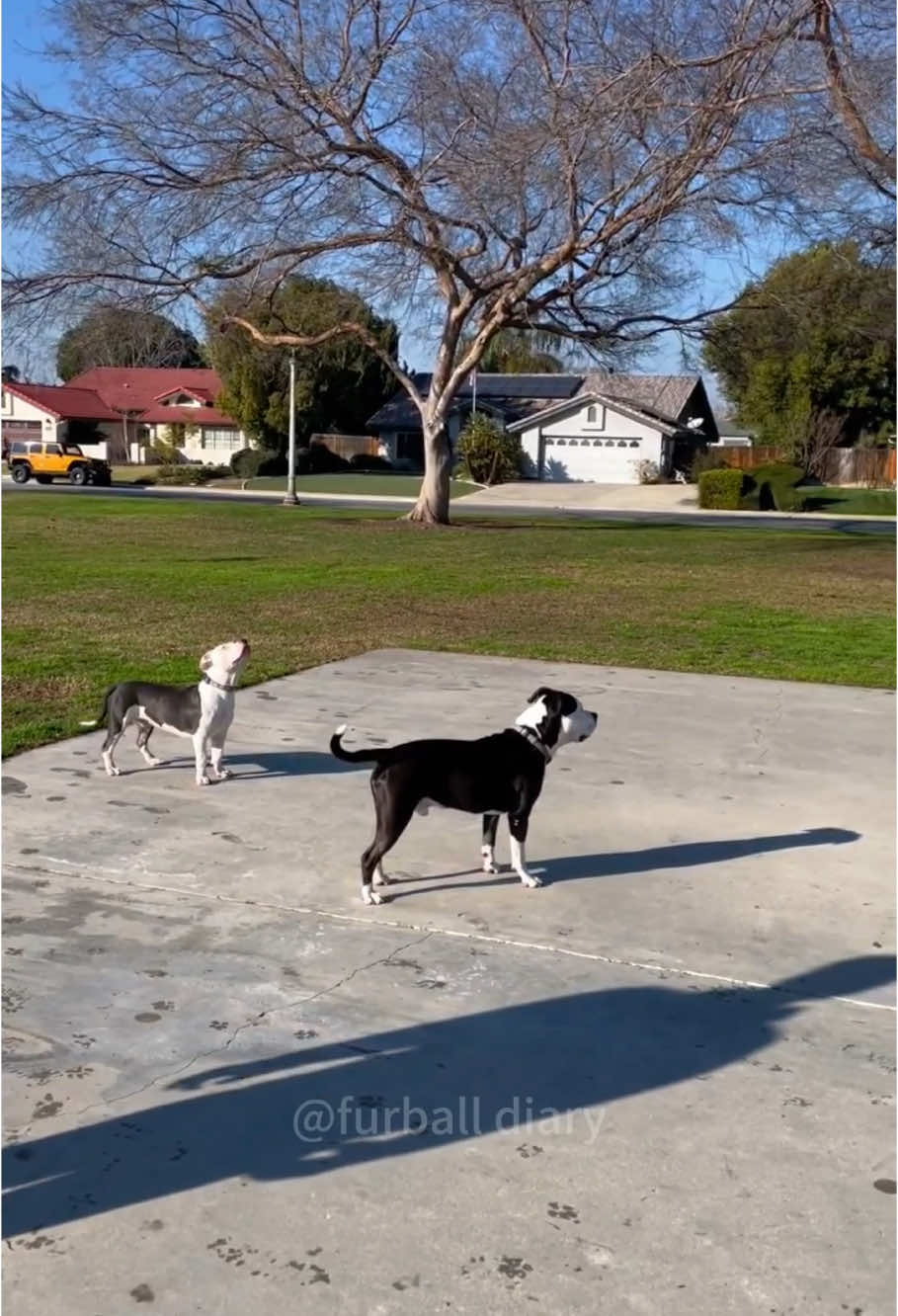 Dogs with poor eyesight #dog #funny #dogsoftiktok #doglife #funnyvideo #pets #foryou 