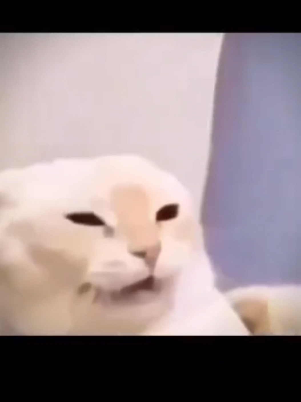 #xuhuong #cat #funny 