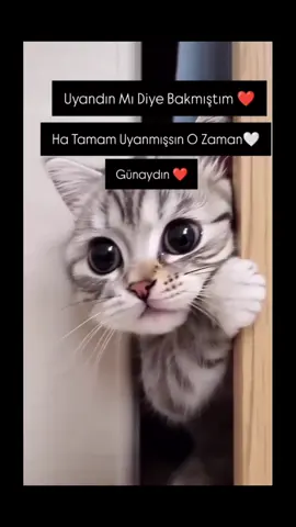 #gunaydin #🤣🤣🤣 #komikvideolar #guzelsozler #komikpaylasimlar #anlamlısözler 