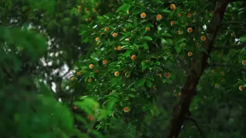😌 বর্ষাকাল মানে কদম ফুলের এক অনুভূতি ☔