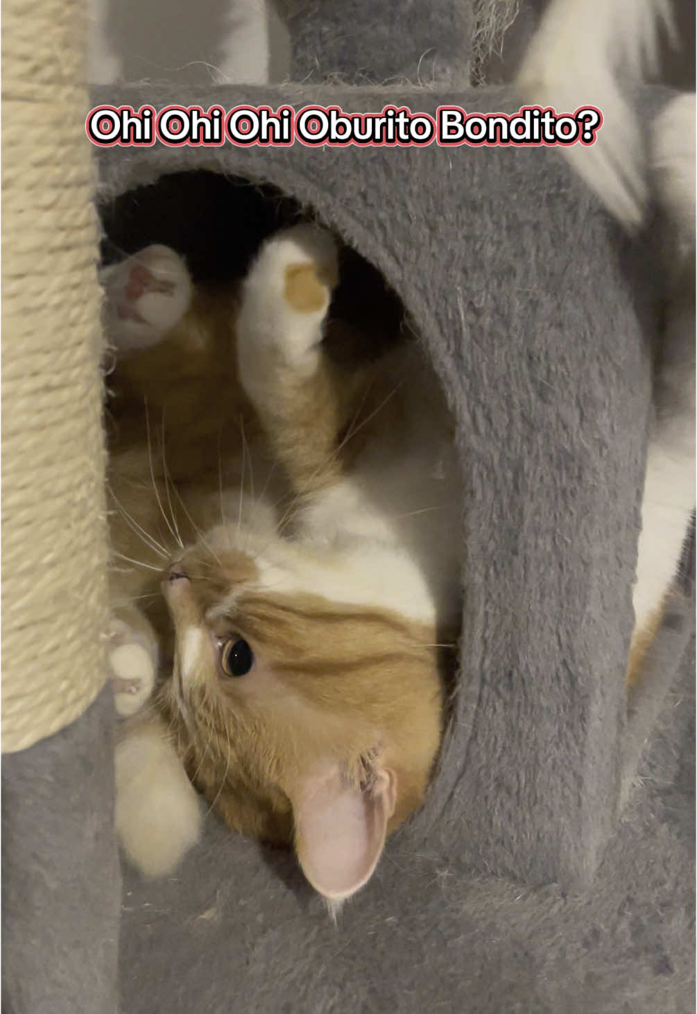 Cats doing Cats 🫣  #catsdoingthings #cats #gatti #catsoftiktok #fyp #perte #funnycats #gattidivertenti #funnyvideo #ballerinacappucina 