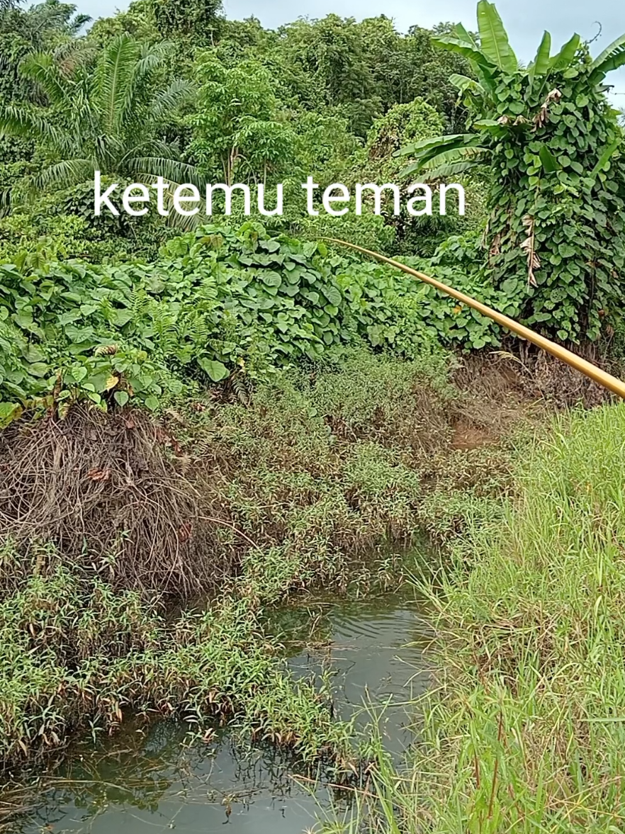 serunya mancing ikan gabus di rawa rawa dan parit  #mancingikangabus #mancingdirawa #mancingdiparit #serunyamancing #pedalamanhutankalimantan #mancingikan #spotliar 
