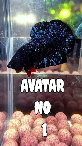 ikan cupang avatar #CupangAvatar #AvatarBetta #IkanCupangCantik #BettaFishIndonesia CupangHias #BettaLovers #AvatarBettaFish #CupangKeren #CupangUnik #IkanCupangAvatar #BettaFishOfTikTok #CupangBiruAvatar #PecintaIkanCupang #BettaFishArt  #BettaFishCollection #BettaFish  #AvatarBetta  #BettaFishLovers  #AquariumTikTok  #FishTok #avatarnebula 