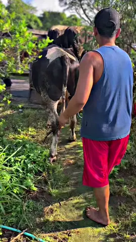 #kulisapi 