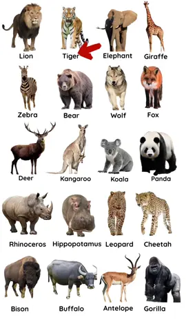 con vật #fruits #anhngumsvan #animals #nguyencamvan900 #learn #traycay #hocanhvan #tienganhchonguoidilam #tienganhchobe #vocab #hoctienganh #tienganhchonguoimatgoc #vocabulary #LearnOnTikTok #learnwithtiktok #tienganhgiaotiep 