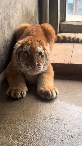 Tiger?kitten!#tiktok #foryou #animals #cute 