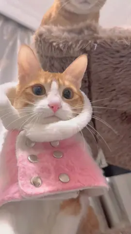 #cute #funny #katze #lustig #cat 