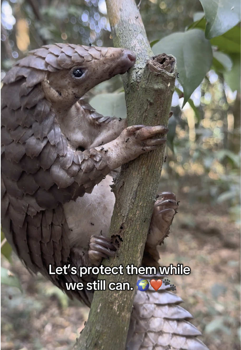 Ever heard of a pangolin? 🐾 #SavePangolins #WildlifeConservation #EndangeredSpecies  #Tacugama  #SierraLeone  #Fyp