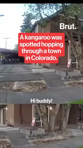 A kangaroo named Irwin, legally owned in Colorado, was apprehended by Durango Police after being spotted hopping through town for the second time. #Kangaroo #Colorado #Durango #AnimalNews 