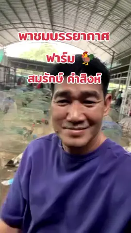 พาชมฟาร์ม #สมรักษ์คําสิงห์ #ฟาร์มไก่ #ปันปันไก่ชน #ไม่ได้โม้ #คนรักไก่ชน #ไก่ชนเงินล้าน #อีสานบ้านเฮา #ไก่ชน #fouryou #เปิดการมองเห็น #ฟีดดดシ #เทรนด์วันนี้ #อย่าปิดการมองเห็น #กรีนสกรีน #Minecraft #NBA #trend #parati #1 #f #fy #fyp #fypage #tik #tiktokshop #capcut #zyxcba #Love  @ปันปันไก่ชน  @ปันปันไก่ชน 