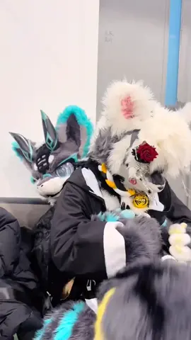 they are so cute fr || #fursuit #furryfandom #kemonofursuit #furryedit #kemonofurry #furryfandom #furrycommunity #furry #furrytiktok #fursuiter #fyp 