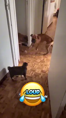 #funnyvideo #dog #cat #foryou #talkingdog #talkingcat #funny #voiceover #animalsoftiktok #pet 