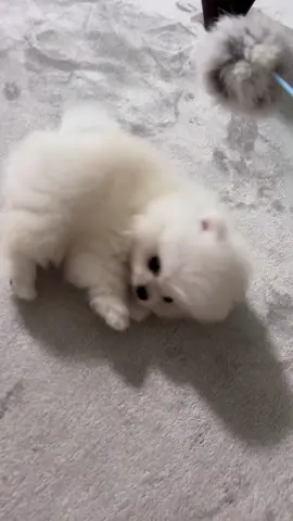 ベビたんすぎて本当に癒される🥺💓 肉球がちっちゃくてたまらんし、全部が可愛すぎるよ🤦‍♀️💕 #犬のいる生活 #犬好きさんと繋がりたい #子犬 #ポメラニアン #fyp #doglife #成長記録 