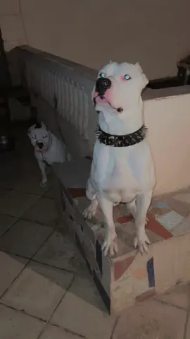 #dog #dogoargentino #dogoftiktok #dogoftheday #perros #dogoargentinopower #dogs 