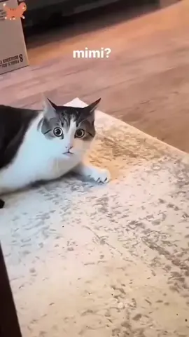 #funnyanimals #cuteanimals #pets #fyp 