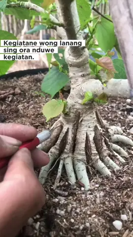 karepmu kang nek roh asile lak meneng dewe... #petanibonsai  #bonsaipemula #bonsaiwaruindonesi  #fypdongggggggg 