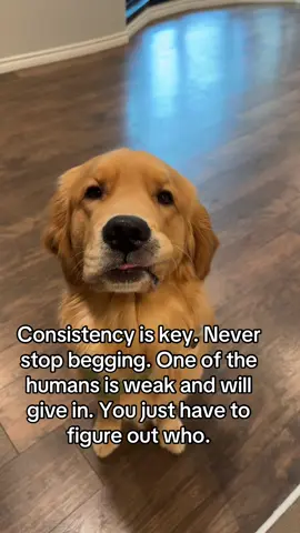 Works every time…🤭 #golden #dogsoftiktok #goldenretriever #goldensoftiktok #fyp #foryoupage #cutedog #dogmom #dogcommunity #PetsOfTikTok #dogdad 