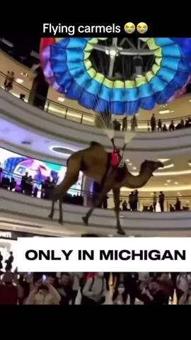 Flying giraffe, flying Carmel. Same thing 😭 #fyp #lmao #meme 