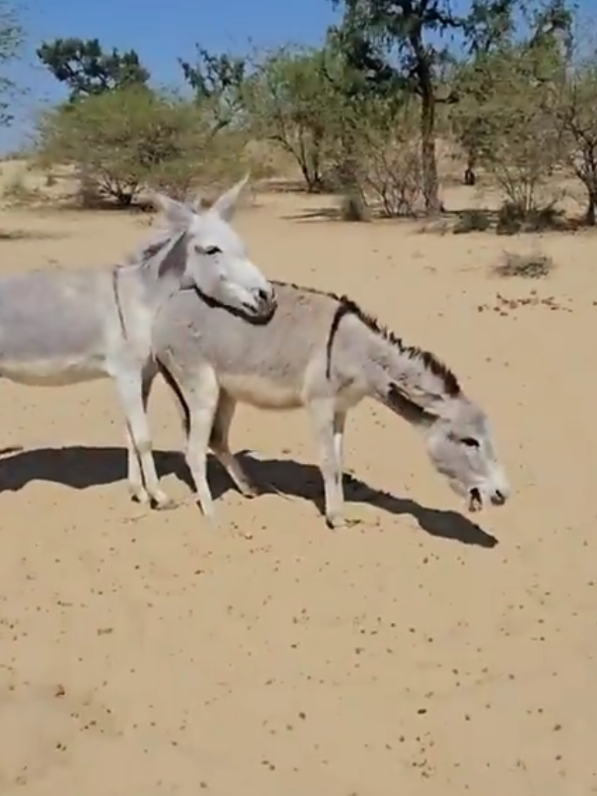 #foryoupage #donkeysmating #animalsoftiktok #horsesoftiktok #viral_video #donkey #horse #viraltiktok #animals #donkeys 