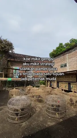 😇😇#fyp #ayambangkokindinesia #hobiayam #peternakmuda #foryou #masukberandafyp 