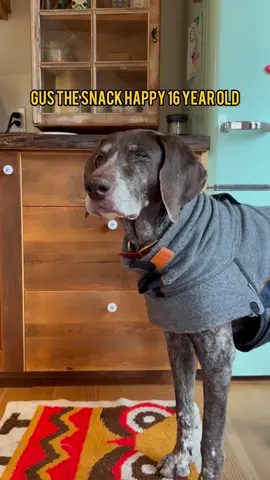 For dogs who think every moment is snack o’clock: our Vet Strength™ Weight Management Bites are here to provide some science-driven support that’ll help the cause. #PetParent #ZestyPaws #PetCare #Dog #DogHealth #TikTokShopFinds