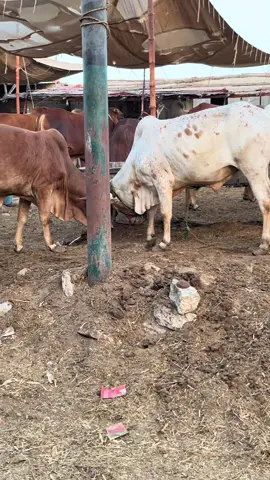 Cow fighting 😂#foryou ##foryou #foryou #viral #trending #foryoupage #trending #unfrezzmyaccount 