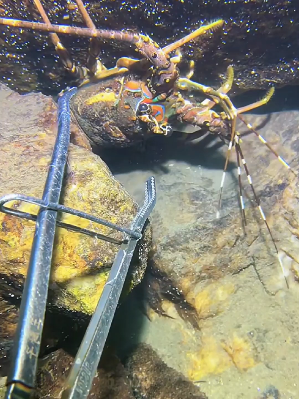#diving #crab #catchthesea #seaside #seafood #fish #eel #lobster #seangsolofishing 