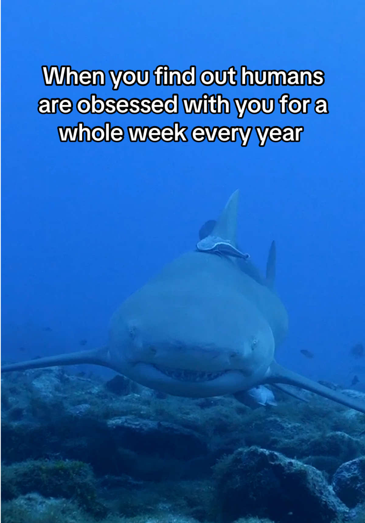 It’s just about that time for some apex character energy! #SharkWeek starts Sunday, July 20 on Discovery.