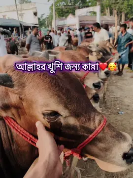 আল্লাহর খুশি জন‍্য কান্না❤️🥰#foryou #for #foryoupage #গরু 