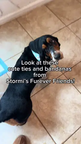 How do dogs become even cuter with simple and adorable accessories? 😳 Oh, to be effortless! Want some? Check out @stormisfureverfriends collection! #fyp #doggydaycare #dogbus #dogtrends #petsitters #trending #dogs #sandiego #california #doglover