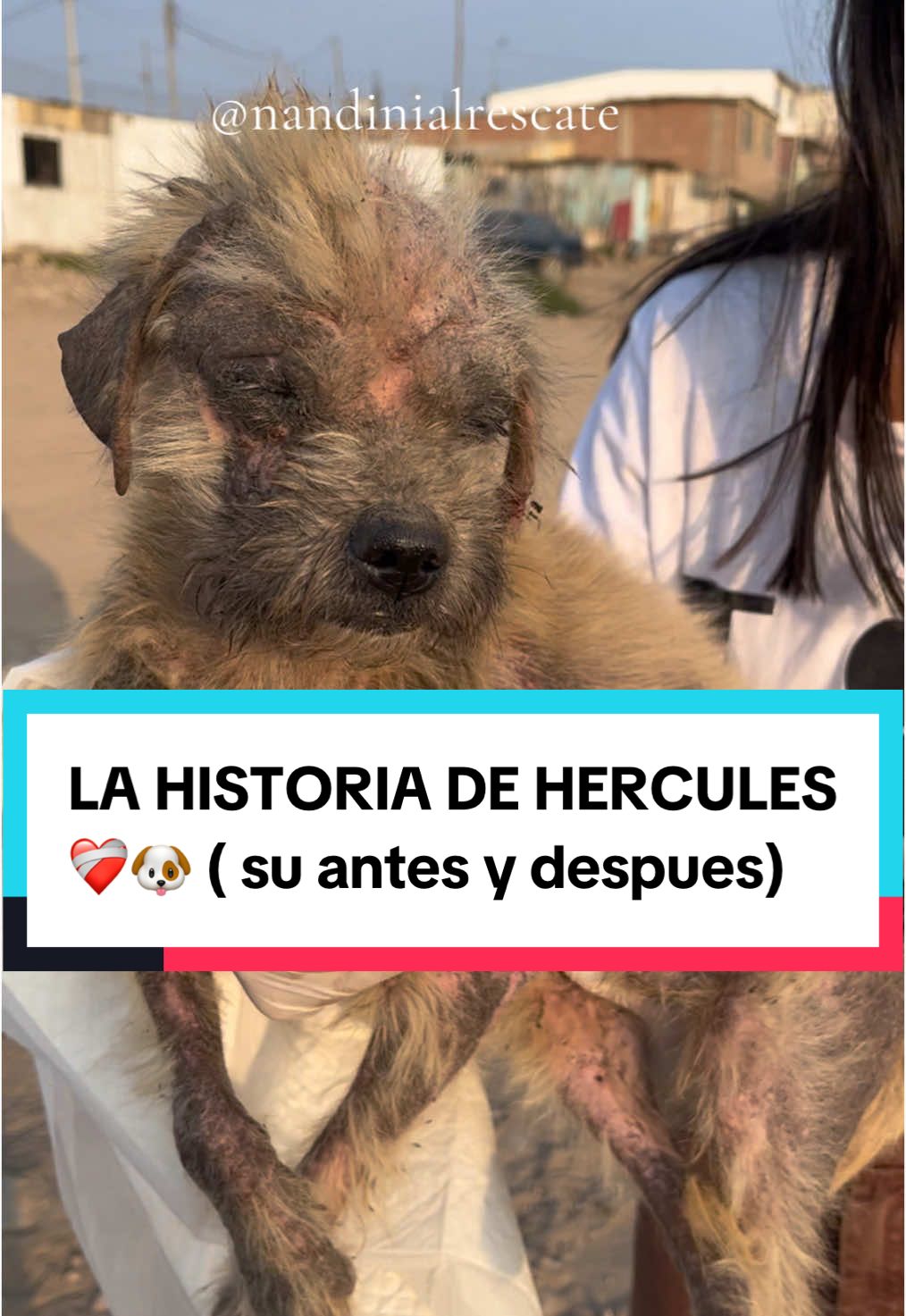 ‼️Rescate de perrito callejero enfermo, desnutrido y con sarna avanzada🥺. HÉRCULES🐶 UNA HISTORIA CON FINAL FELIZ❤️‍🩹. Mira su Antes y Después🥹 . DONA Y AYÚDANOS a seguir cambiando vidas🐾🐈 🟣📲9-1-5-0-0-6-9-5-6 (Nandini) #mascotas #ayudaanimal #peru🇵🇪 #animales #refugio #rescateanimal #perros #adopta #dona #rescuedog #ayudanosaayudar #adoptanocompres #antesydespues #apoyo #villaelsalvador #cachorro #albergue 